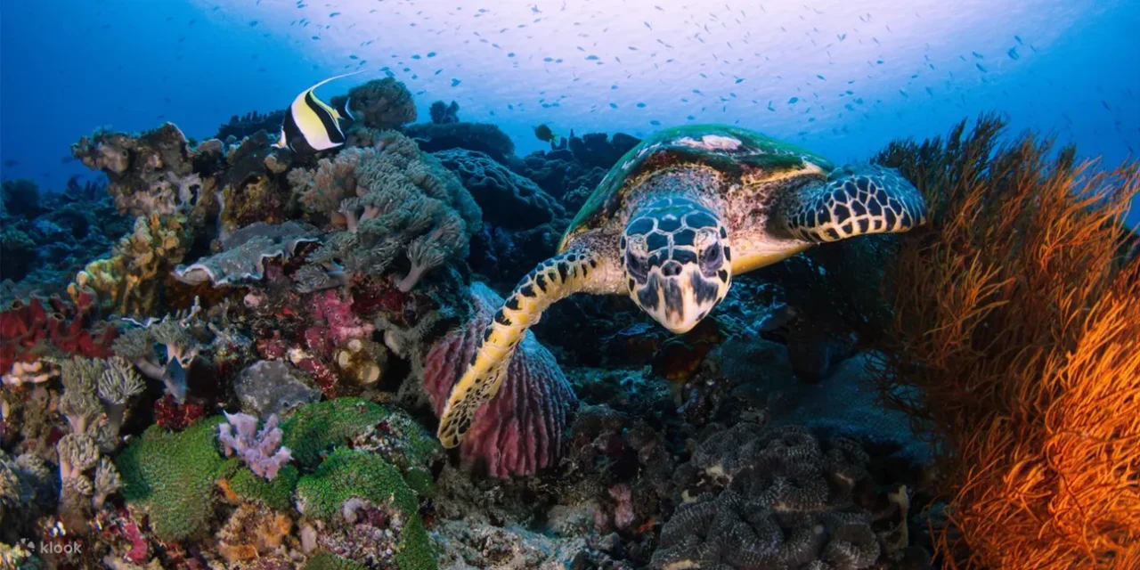 Snorkeling Experience in Nusa Penida (3-4 Snorkeling Spots)