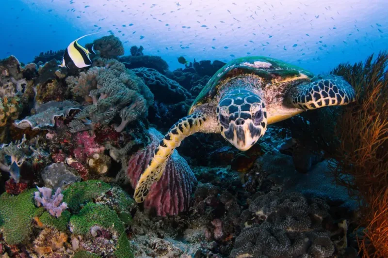 Snorkeling Experience in Nusa Penida (3-4 Snorkeling Spots)
